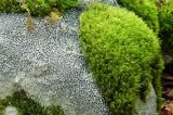 Moss 5