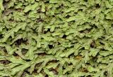  liverwort