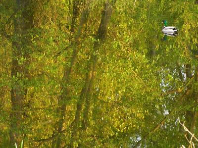 NO- duck (blurry one too!) in the water- otherwise would have been ok- obvious water reflection