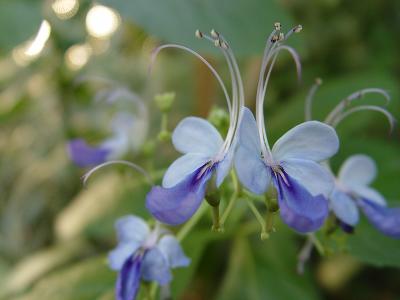 little blue flowers