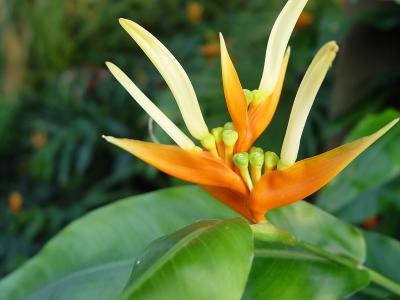 orange flower