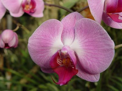 orchid