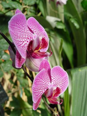orchids