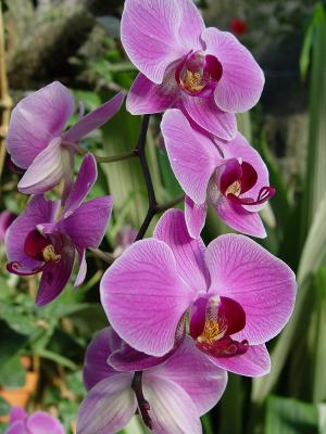 more orchids