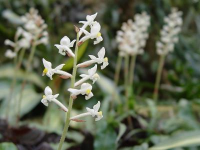 white flower