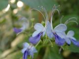 little blue flowers