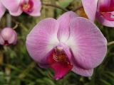 orchid
