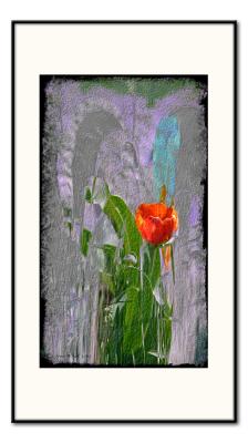 eine rote Tulpe
