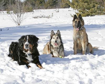 30-JAN-2005 snow dogs