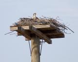 osprey