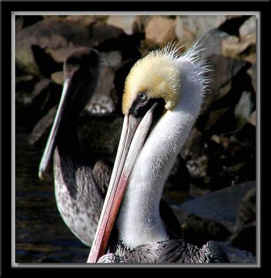 Christmas Pelicans