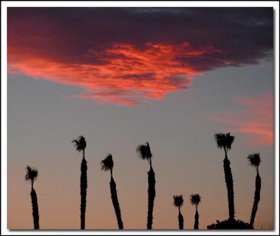 Palms and Fiery Cloud