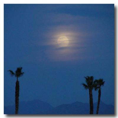 Palms and Hazy Moon