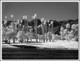 Palms & Mountain