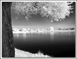 Tree & Lake