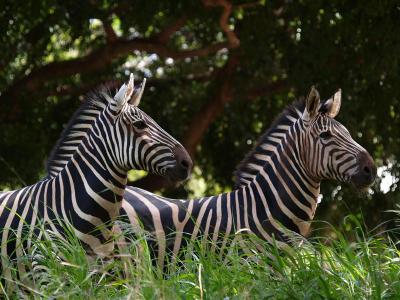 Mr And Mrs Z (Plains Zebras)