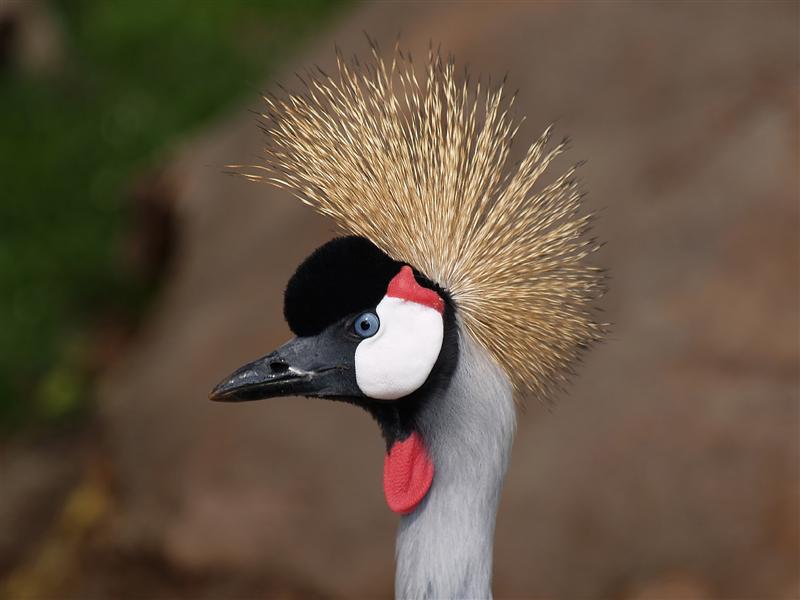 Crowned Crane