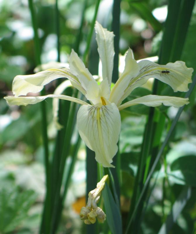 Douglass Iris (Iris Douglasiana)