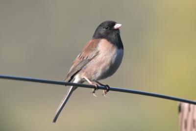 Sparrows, Finches, Towhees