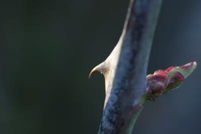 Spring thorn