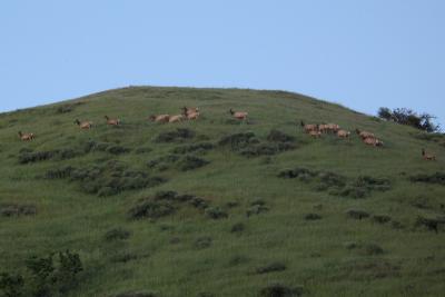 Tule Elk at Sunol Regional Wilderness