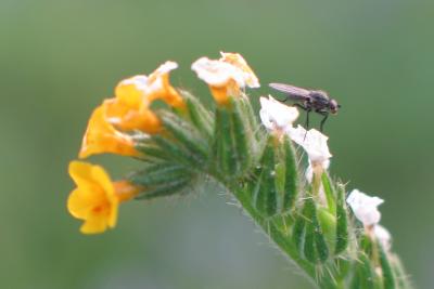 Fiddle Neck (Amsinckia intermedia?) and fly