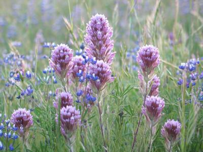 Owl's Clover (Orthocarpus purpurascens) and lupine