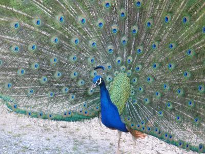 Obligatory Peacock Closeup