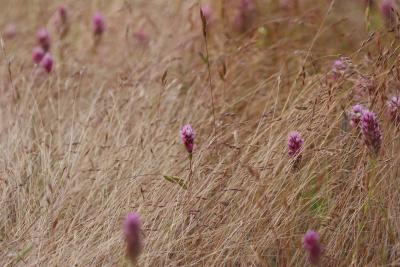 Owl's Clover (Orthocarpus?)