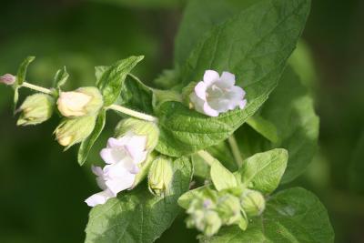 Pitcher Sage (Lepechinia calycina)