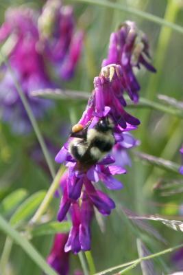 Vetch with Bumblebee