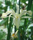 Douglas's Iris (Iris Douglasiana)