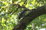 Nuttalls Woodpecker