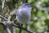 Blue-gray Gnatcatcher