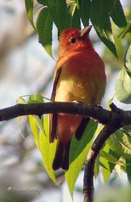 summer tanager first spring