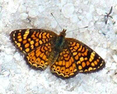 vesta crescentspot