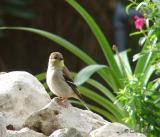 american goldfinch