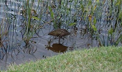 u17/wpatterson/medium/39216650.LimpkinDisneyWorld2003.jpg