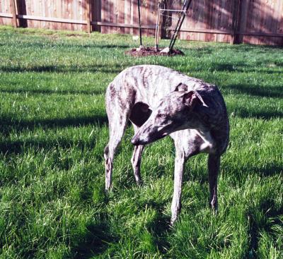 Roman Rocket ex Greyhound Racer