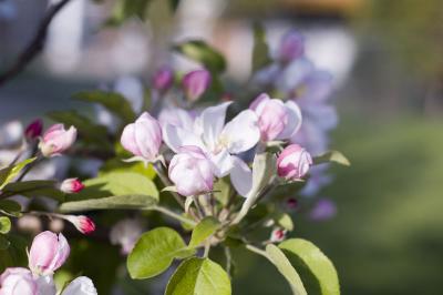 Apple Tree Bloom