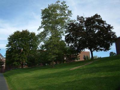 Back of Cary Hall