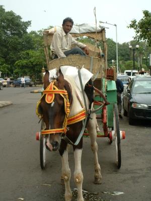 Horse buggy, Mumbai