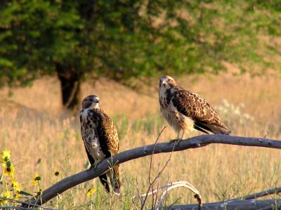 2chicksweb8-03.jpg