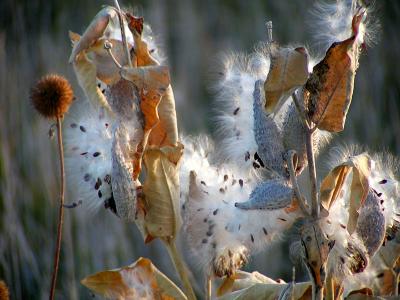 Milkweed Autumn