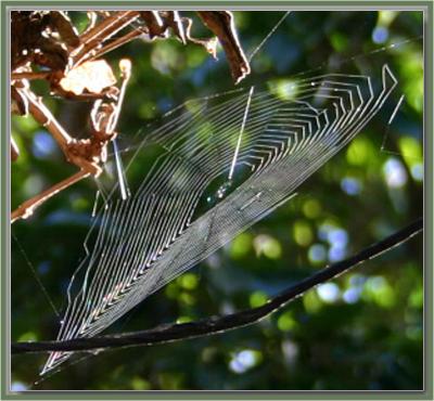 Spiderweb on vine