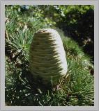 Cedar cone in sunlight