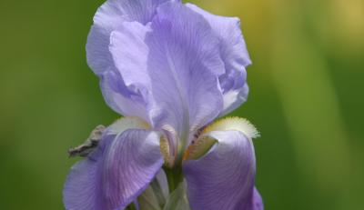IMG_0433c.jpg