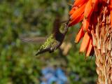 Nepenthe Hummer 2