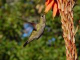 Nepenthe Hummer 3