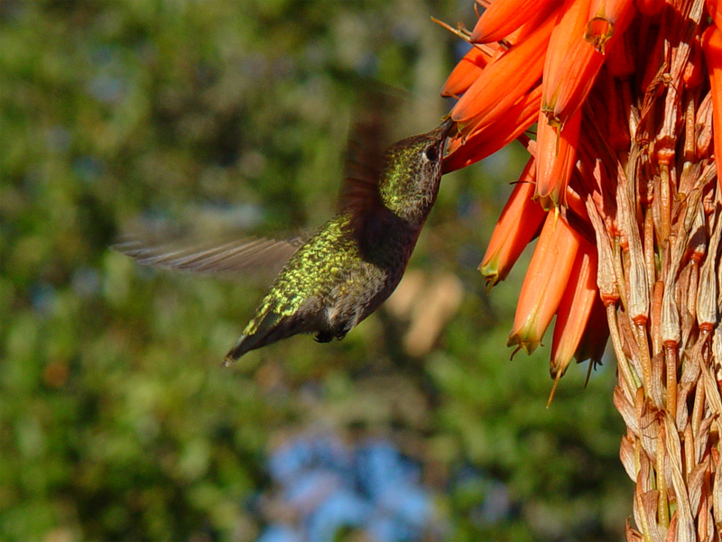 Nepenthe Hummer 2
